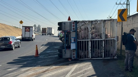 Vuelca tráiler que transportaba cerditos en el Circuito Exterior Mexiquense