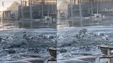 Perrito llora entre las cenizas tras megaincendio en San Nicolás, NL