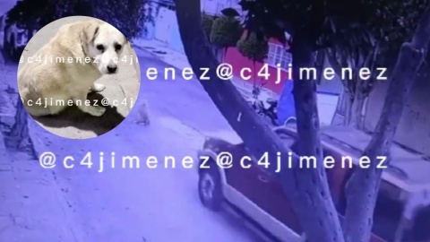 Captan en video a conductor que huye tras atropellar a una perrita en Nezahualcóyotl