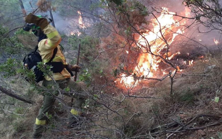 Investigan si incendios forestales son provocados, señala López Obrador