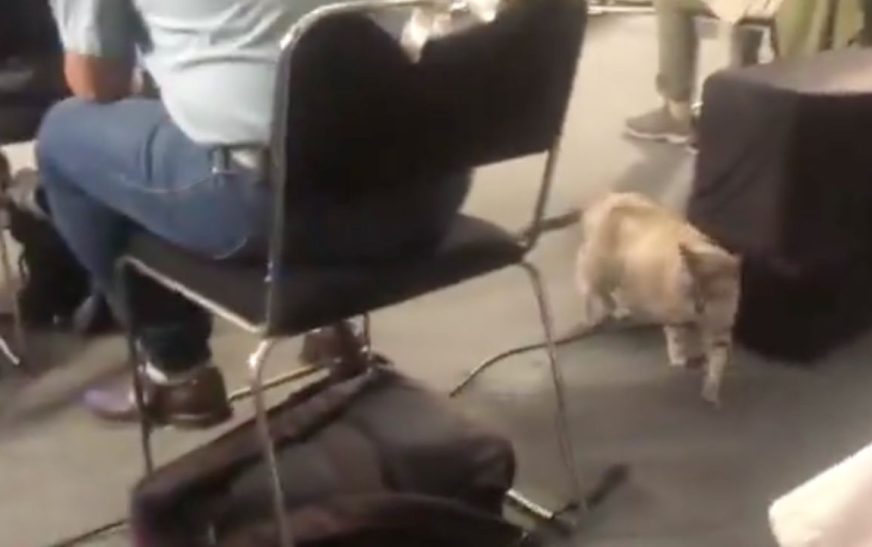 Muere “Zeus” uno de los gatitos que vivía en Palacio Nacional