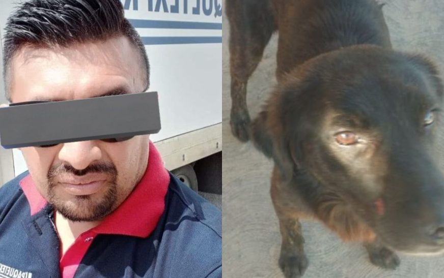 Dan tres meses de cárcel a Jorge “N” por amputar la pata de un perrito en Yucatán
