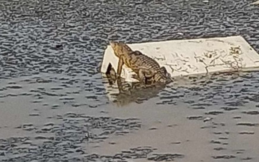 Avistan cocodrilo en laguna de Cuautitlán Izcalli, Edomex