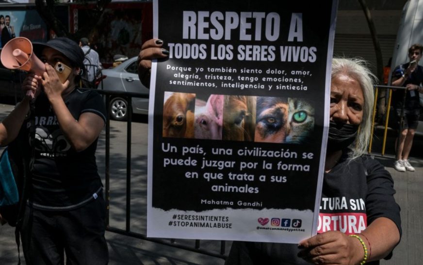 Ordenan sancionar a senador de Morena por sacrificar gallina en ritual