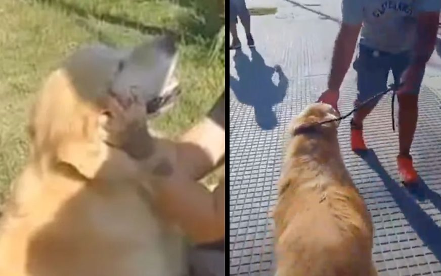 Rescatan a un golden retriever, de ser “la cena” de su dueña en Argentina