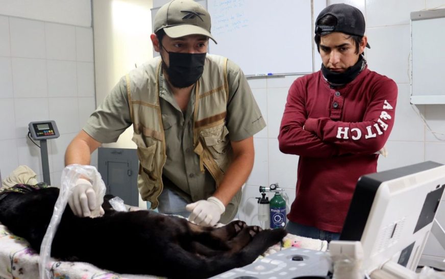 Jaguar y otros animales del Zoológico de Morelia enferman por agua tóxica