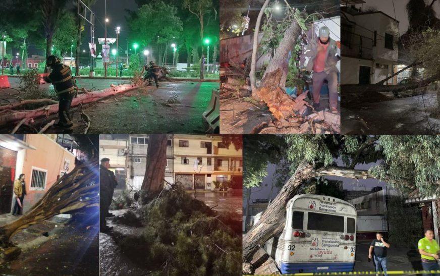 Tormenta eléctrica en CDMX: fuertes vientos y lluvia dejan 21 árboles caídos