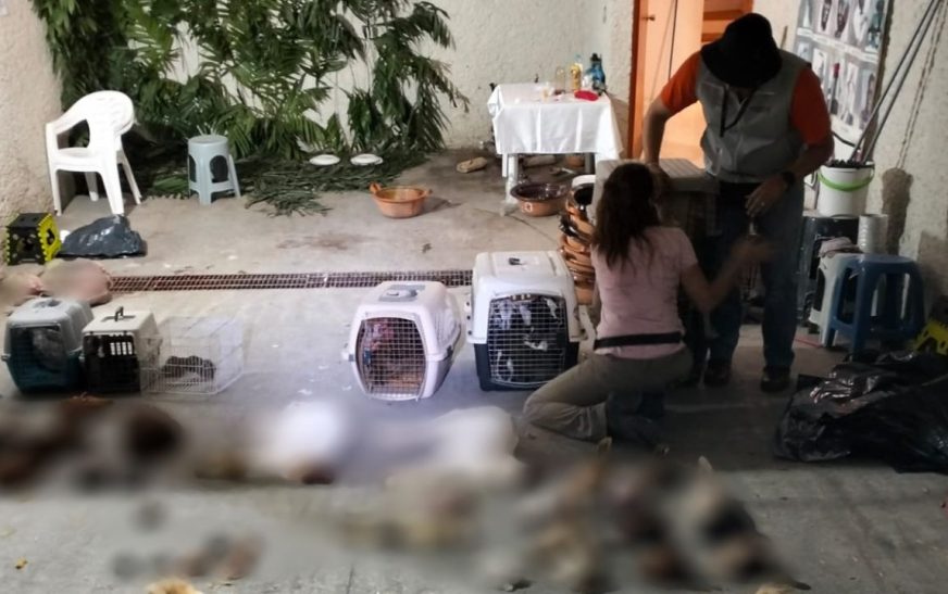 Aseguran casa de santería donde practicaban sacrificios de animales en Naucalpan