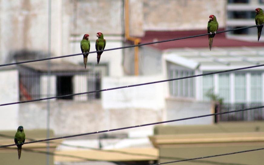 Aves caen muertas por altas temperaturas en Tamaulipas y San Luis Potosí