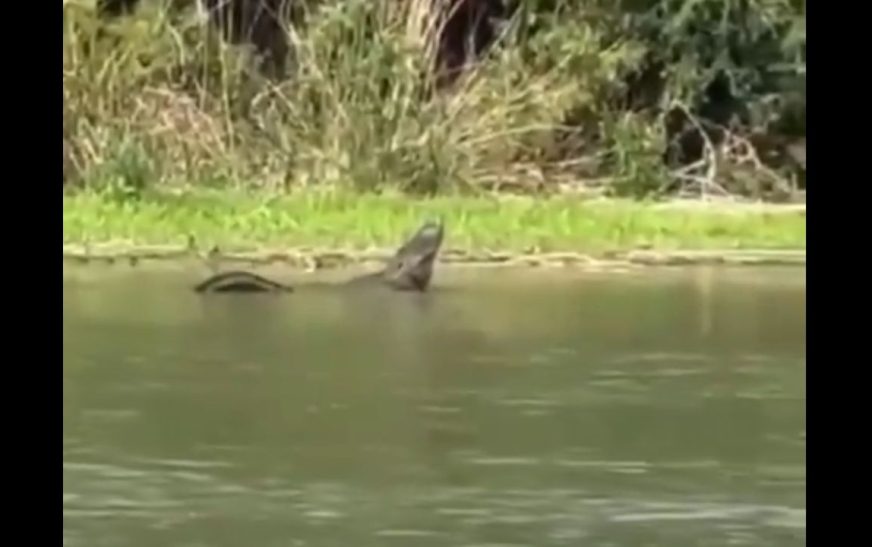 Captan a caimán en el Río Bravo; preocupa bienestar de habitantes y migrantes