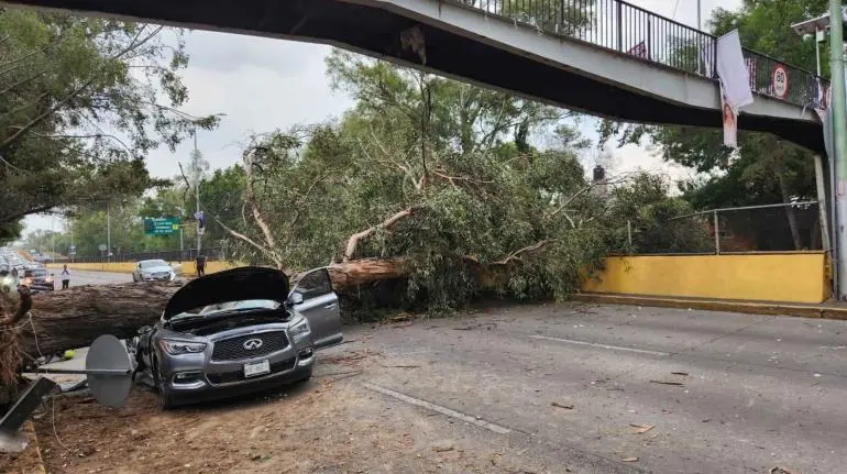 Fuertes vientos tiran un árbol y este aplasta un auto en Río Churubusco