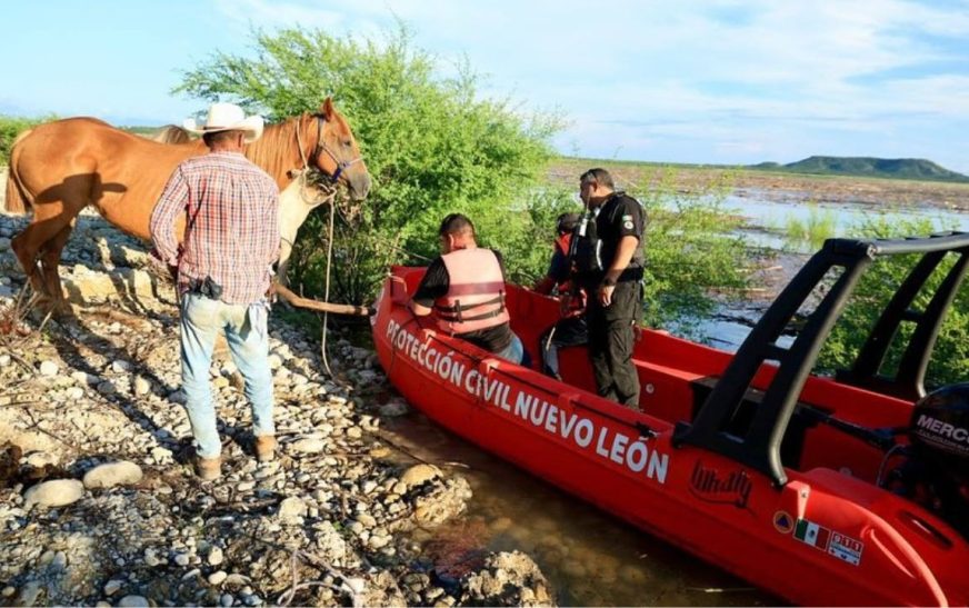 Rescatan a 30 caballos atrapados en isleta de la presa Cerro Prieto en NL