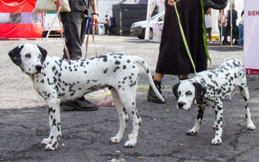 Crean padrón de paseadores de perros en la CDMX