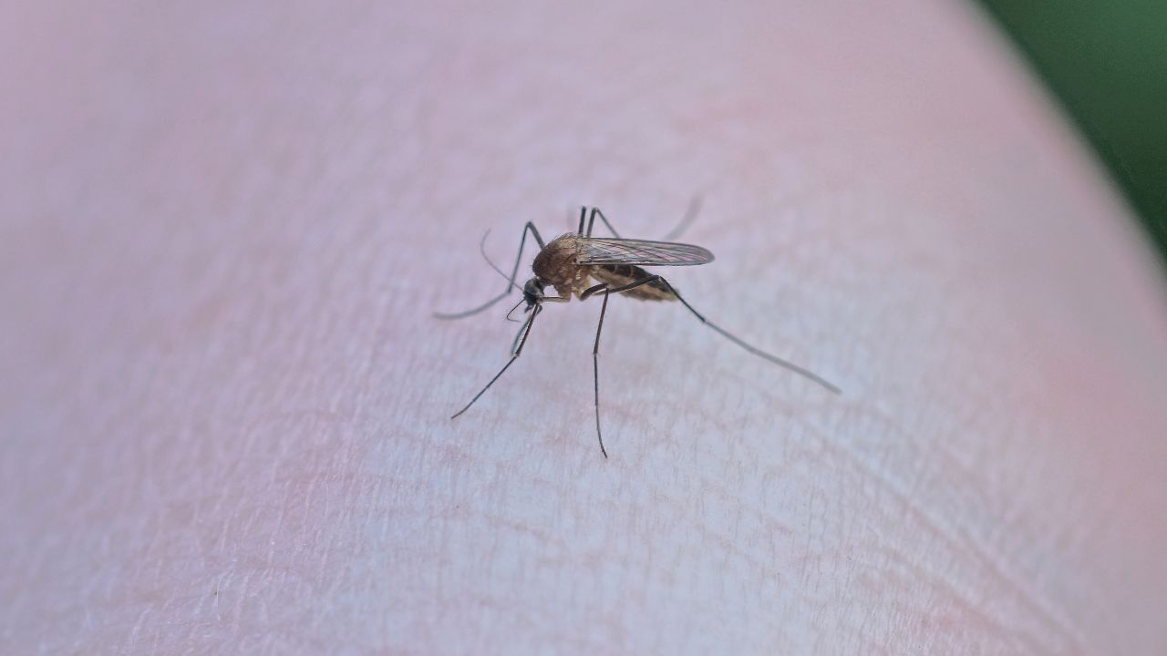 México acumula 20 mil 931 casos por dengue