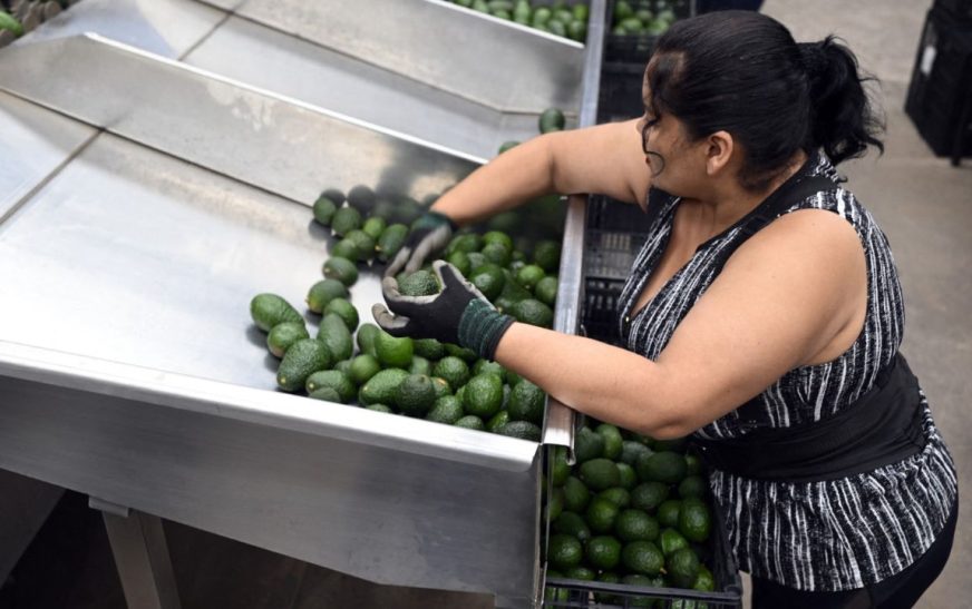 Hoy se normalizan exportaciones de aguacates y mangos a EUA: AMLO