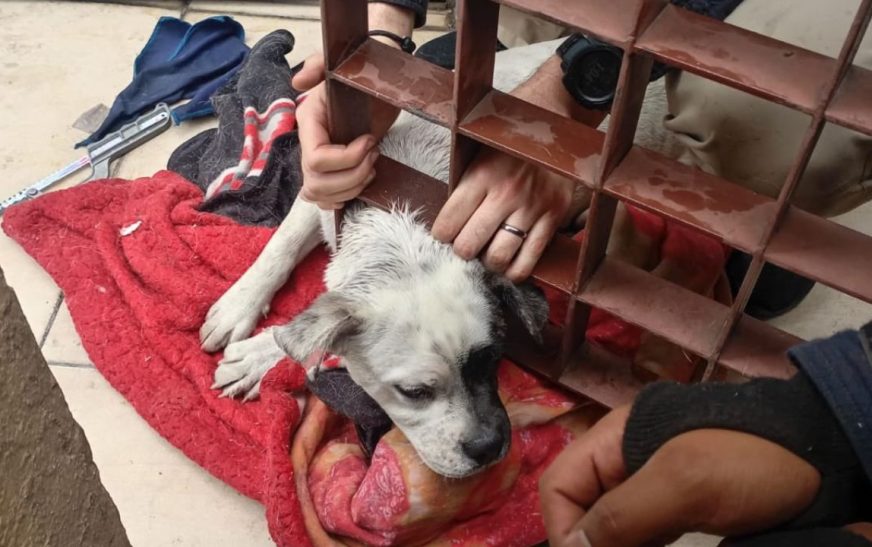 Perrito se queda atorado en puerta; bomberos lo rescataron