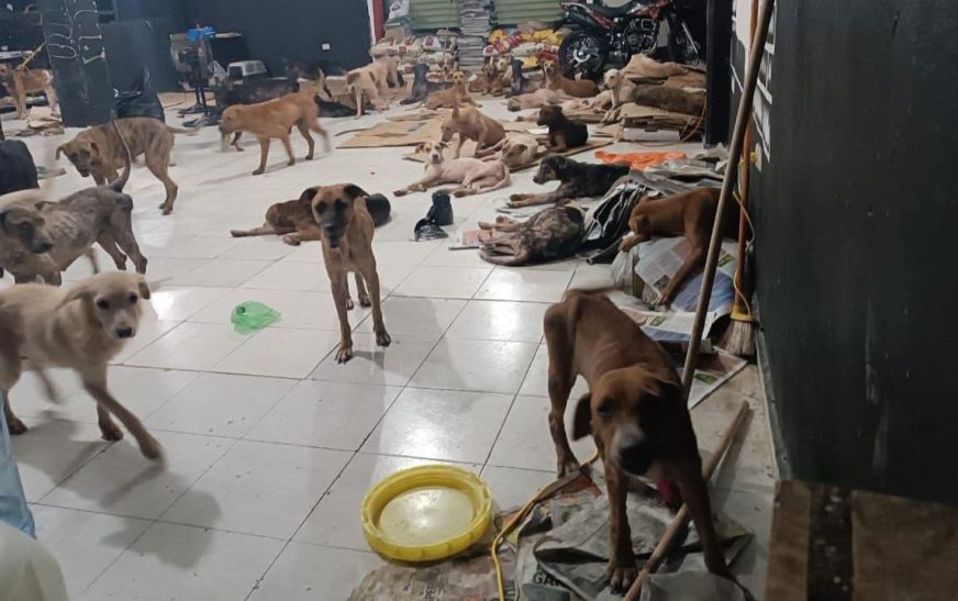 Dan refugio temporal a perritos callejeros en Quintana Roo por “Beryl”