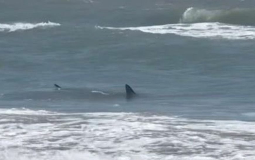 Tiburón ataca a dos personas en Isla del Padre, Texas