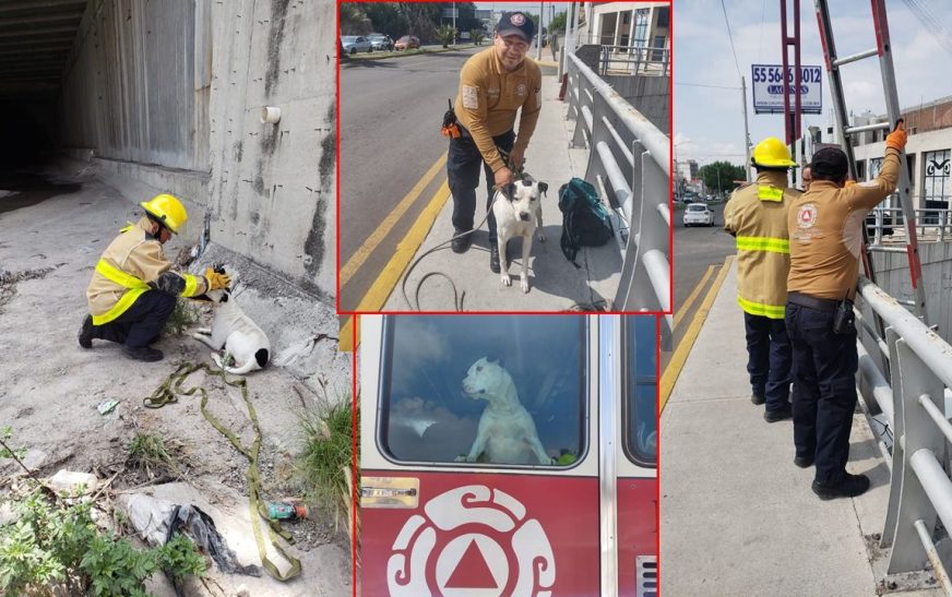 Rescatan a perrito atrapado en Río de las Avenidas en Pachuca