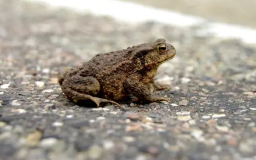 Cientos de sapos invaden carretera a Celestún en Yucatán antes de “Beryl”