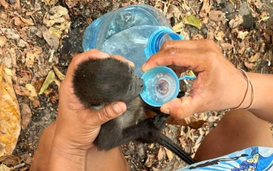 Semarnat asegura que muerte de dos monos fue por complicaciones de salud