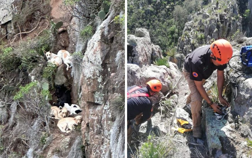 Rescatan a 7 perritos atrapados en montaña en Pachuca