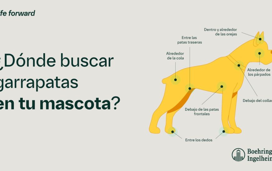 Dónde buscar garrapatas en tu mascota