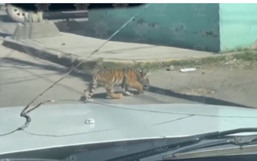 Cachorro de tigre deambula por calles de Durango