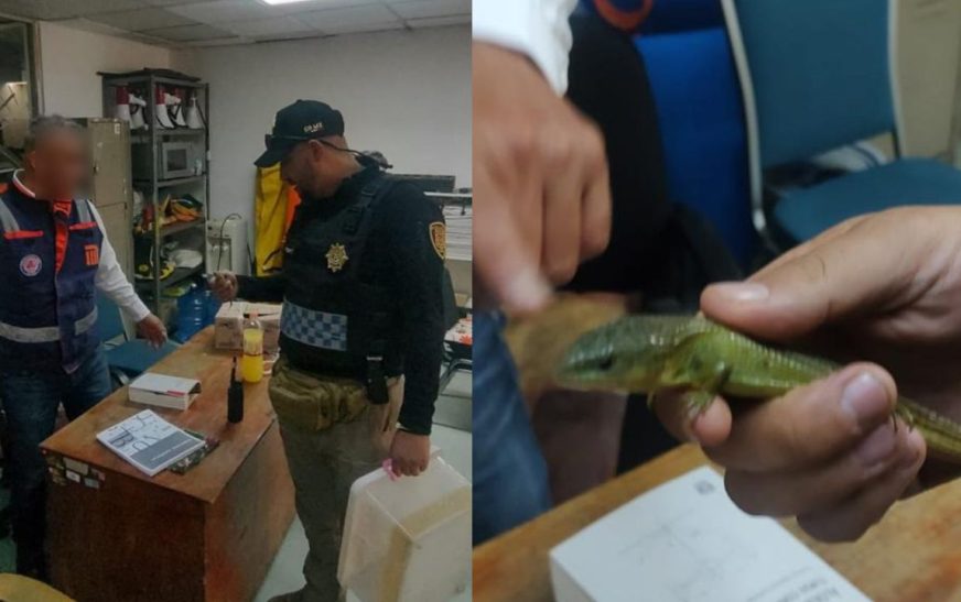 Resguardan a lagarto encontrado en la estación Cuauhtémoc del Metro