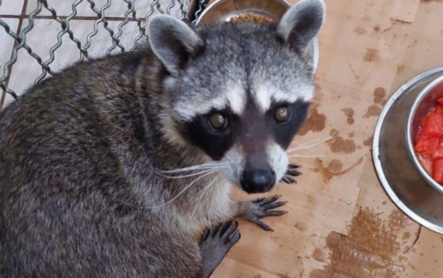 Resguardan a mapache que se encontraba dentro de una vivienda en Iztapalapa