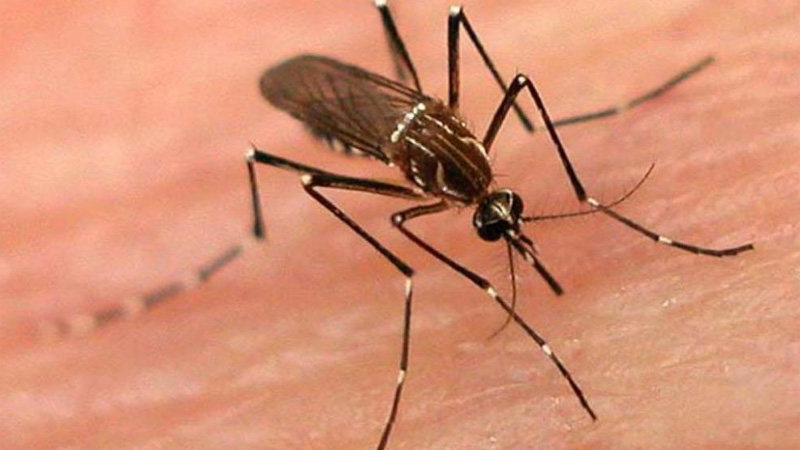 OMS alerta por peligro de mosquitos; son de los más letales por enfermedades que transmiten