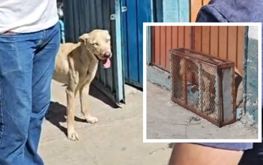 Rescatan a perrita encerrada en jaula diminuta por dueños de un taller en Puebla