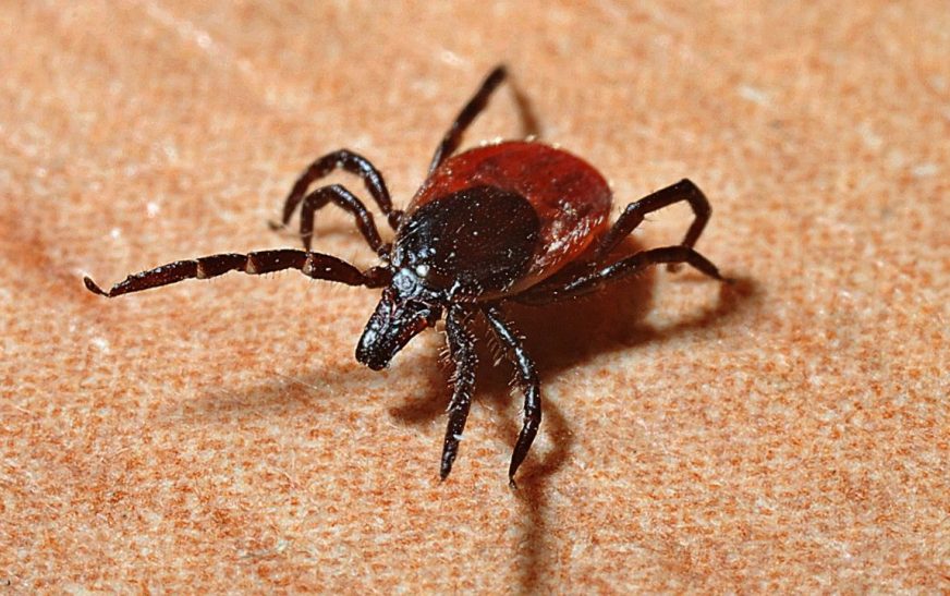 Mueren dos hermanos menores de edad tras picadura de garrapata en Escobedo, NL