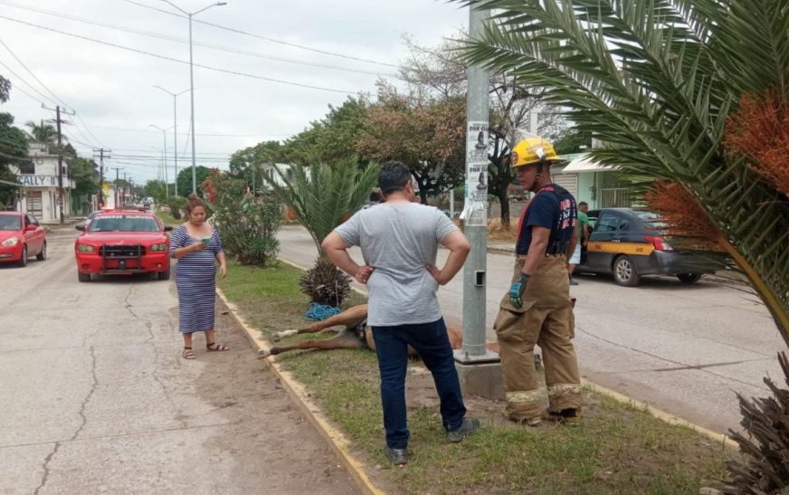 Muere un caballo a plena calle en Tamaulipas; el tercero en menos de un mes