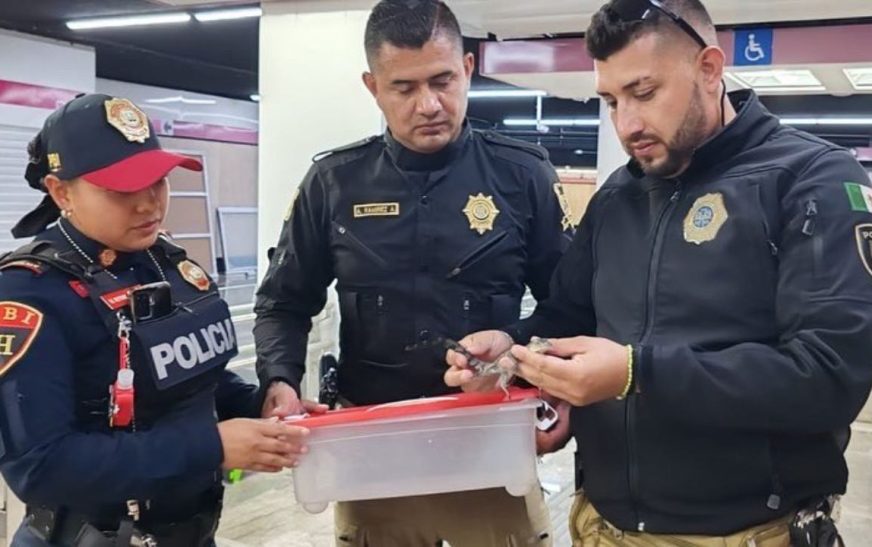 Valoran a dos bebés cocodrilos encontrados en el Metro de la CDMX