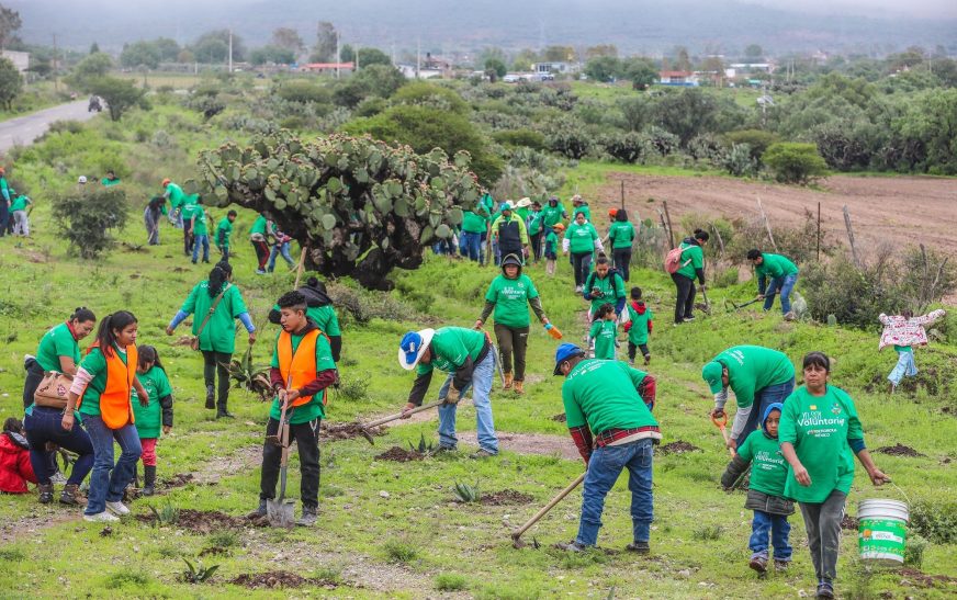 Iberdrola México planta 8,000 árboles en cinco estados