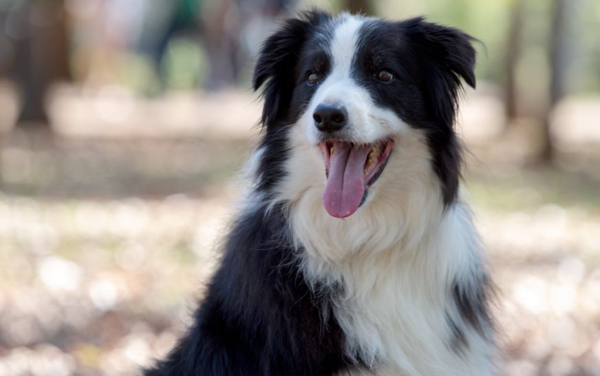 ¿Ya vacunaste a tu perro contra la rabia? La importancia de vacunarlo anualmente