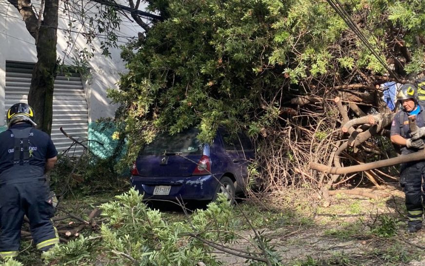 Cae árbol sobre dos autos estacionados en Azcapotzalco