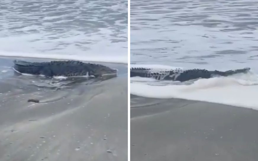 Alertan por presencia de cocodrilos en playas de Oaxaca