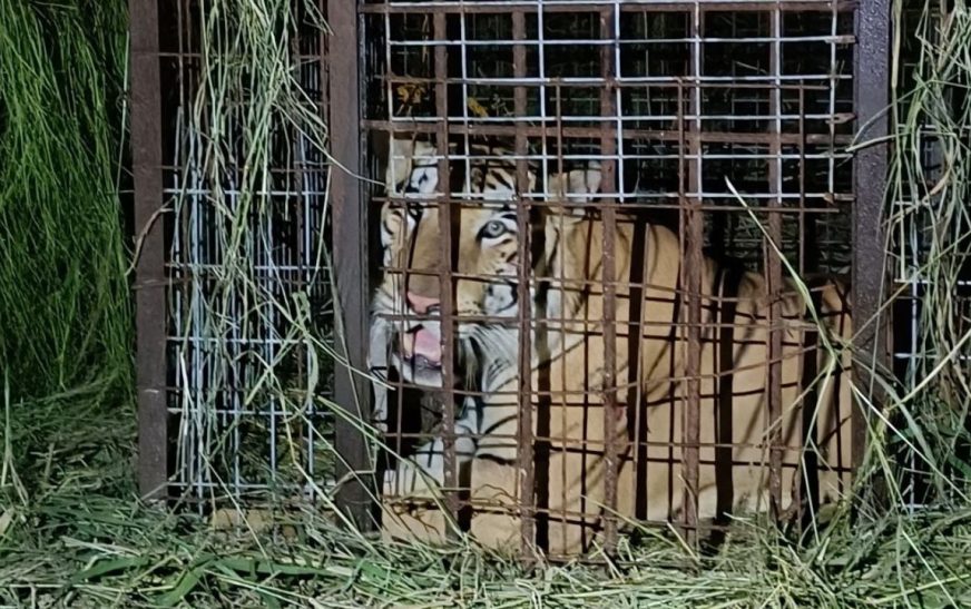 Capturan a tigre que escapó de zoológico en Reynosa