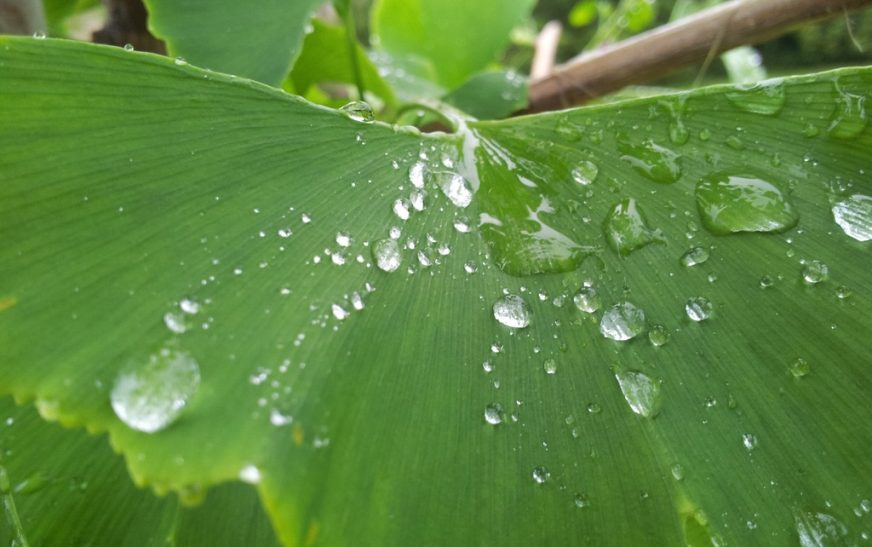 De la tierra al plato: el rol invisible del agua en nuestra alimentación