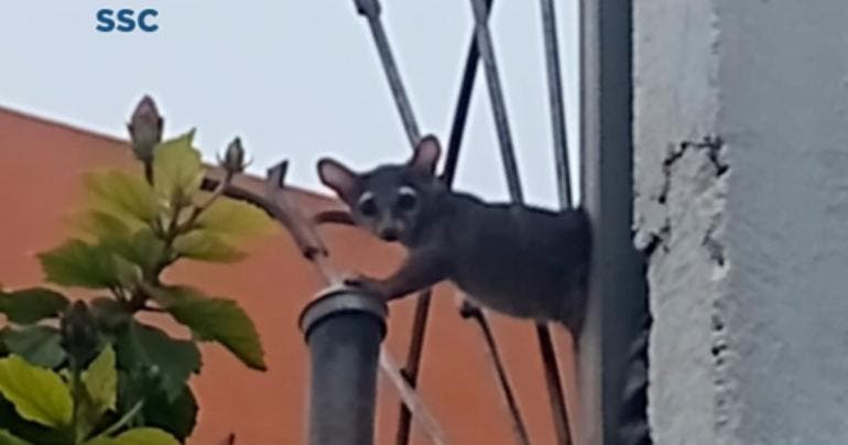 Rescatan a cacomixtle en la colonia Constitución de 1917