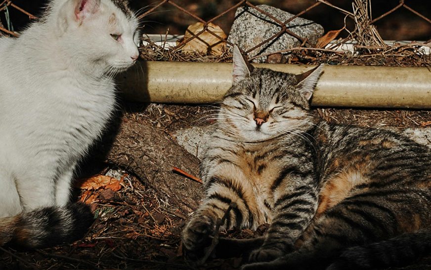 Funeral Pet transforma las cenizas de mascotas en arte para salvar a perros abandonados