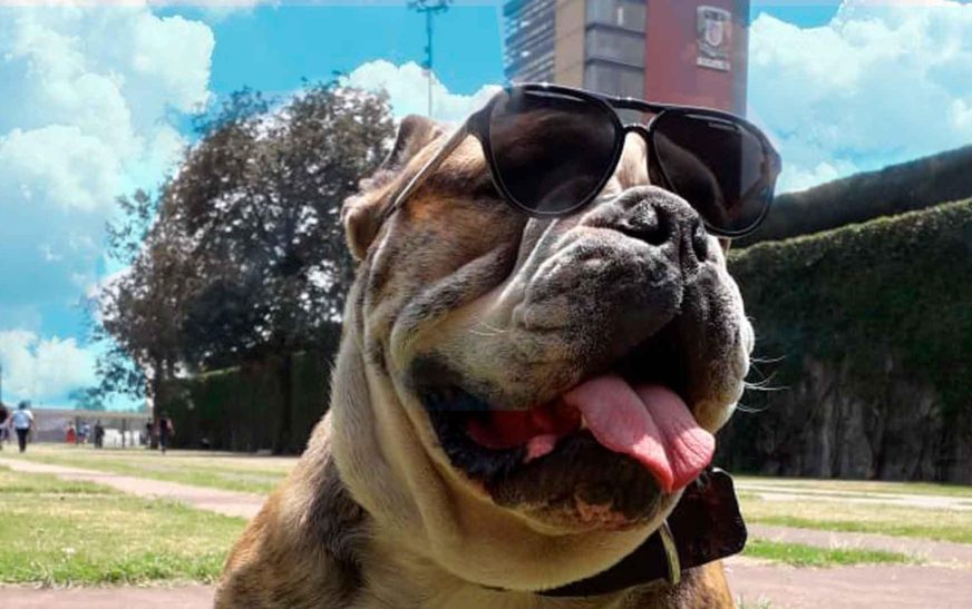 Murió ‘Logan’ el famoso perrito patinador de la UNAM