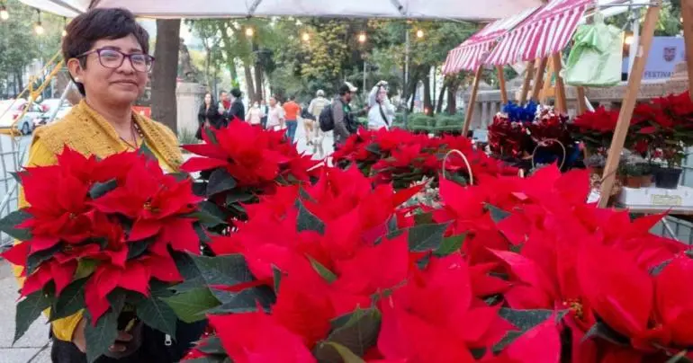 Arranca tradicional Festival Flores de Nochebuena en Paseo de la Reforma