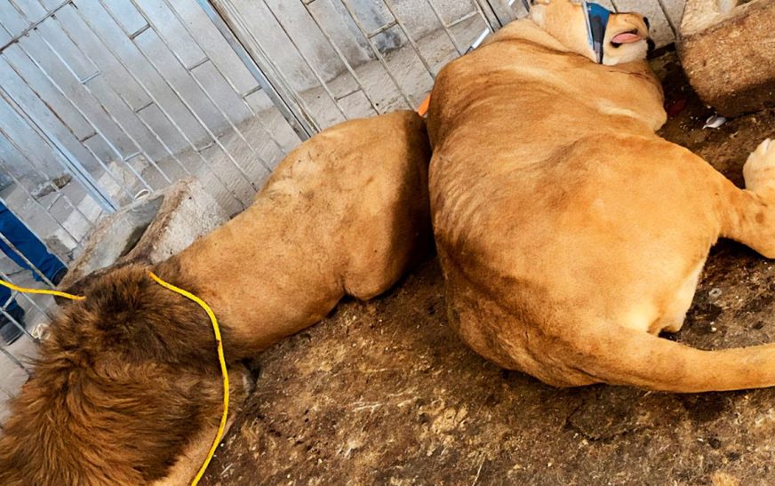 Trasladan a zoológico a pareja de leones africanos rescatados en Puebla