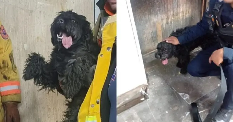 Rescatan a perro en vías del Metro; Línea 9 sufre retrasos de hasta una hora