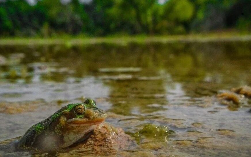 Salvemos las áreas protegidas y la rana de madriguera: más de 11 mil voces se unen en defensa de la biodiversidad en México 