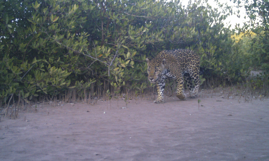 La Papalota: una reserva natural en Nayarit que utiliza la tecnología y el diálogo para la conservación de los jaguares