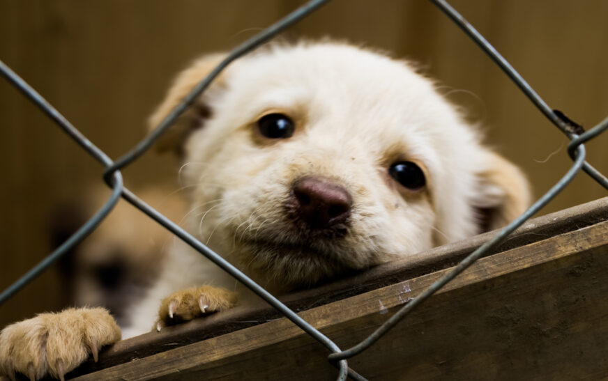 Día Mundial del Perro sin Raza: 5 razones para adoptar lomitos de raza única